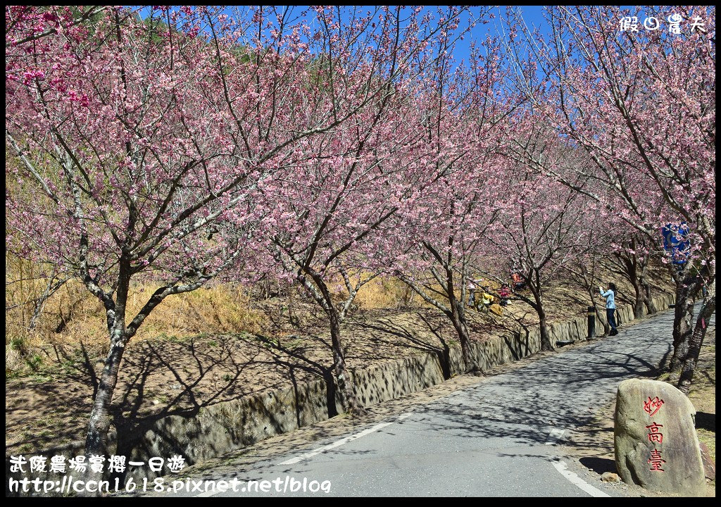 【農夫愛賞花】武陵農場賞櫻一日遊‧台灣最美櫻花就在武陵 @假日農夫愛趴趴照