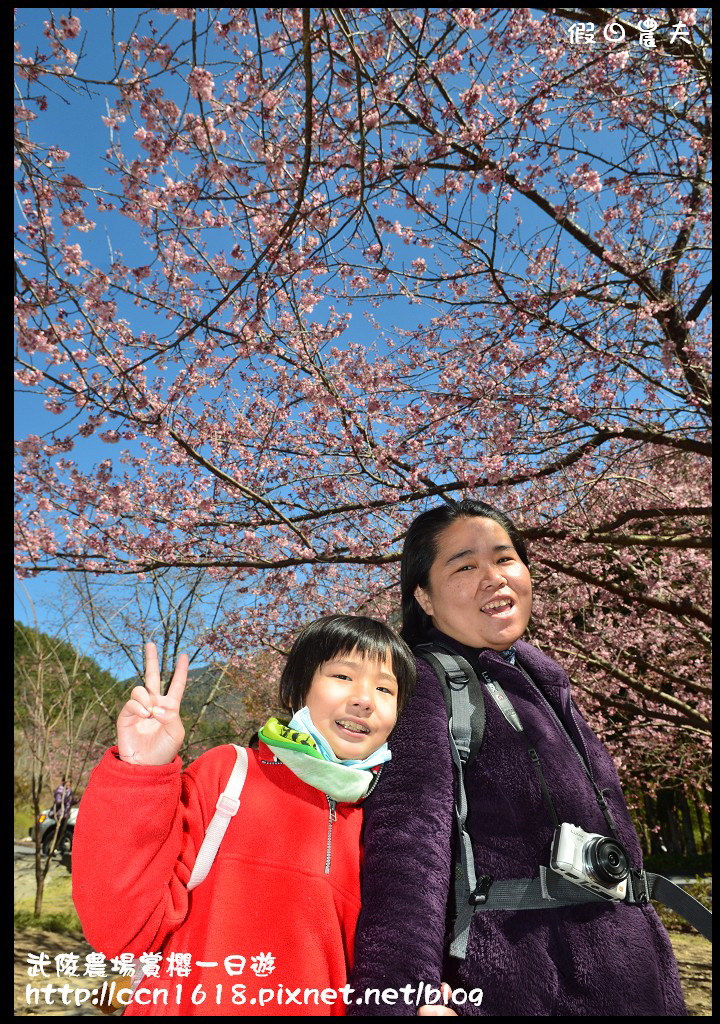 【農夫愛賞花】武陵農場賞櫻一日遊‧台灣最美櫻花就在武陵 @假日農夫愛趴趴照