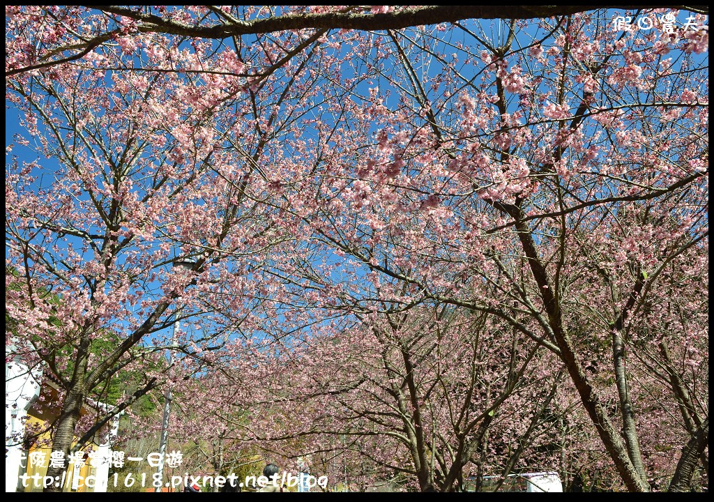 【農夫愛賞花】武陵農場賞櫻一日遊‧台灣最美櫻花就在武陵 @假日農夫愛趴趴照