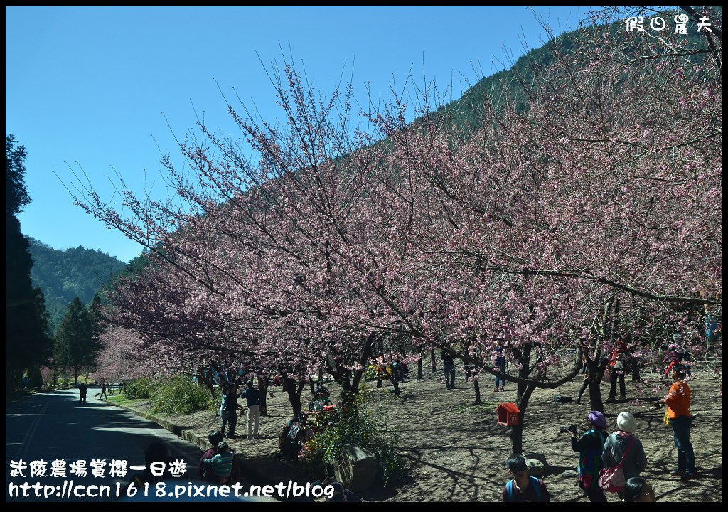 【農夫愛賞花】武陵農場賞櫻一日遊‧台灣最美櫻花就在武陵 @假日農夫愛趴趴照