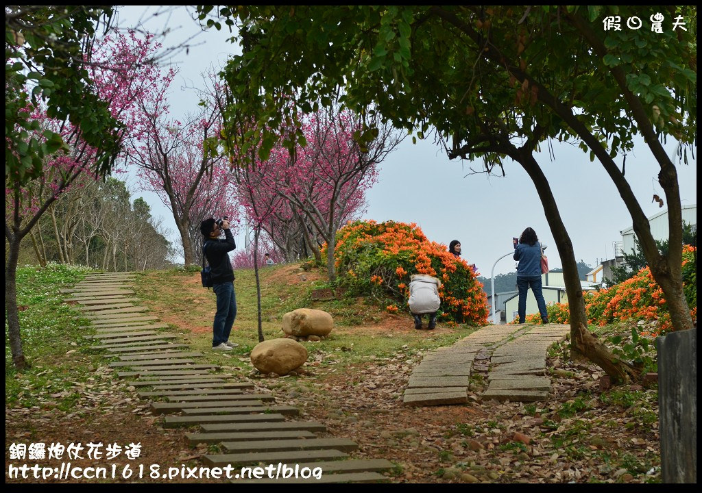 【農夫愛賞花】苗栗銅鑼炮仗花步道．走進金黃色瀑布裡/銅鑼工業區/免費參觀/一日遊/銅鑼環保公園 @假日農夫愛趴趴照