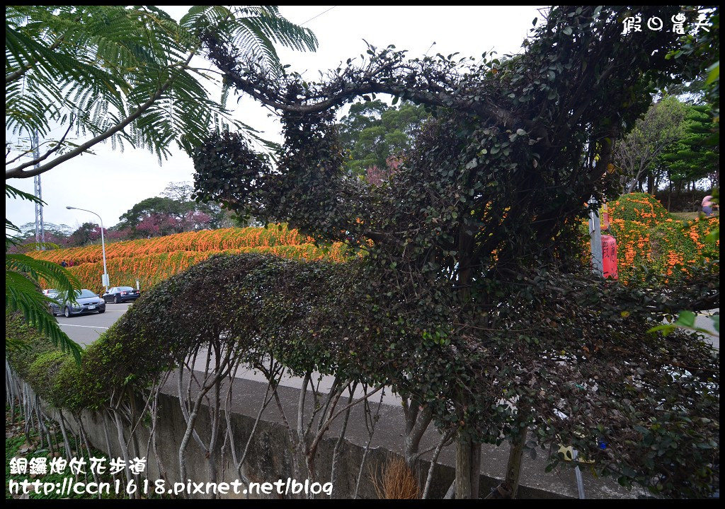 【農夫愛賞花】苗栗銅鑼炮仗花步道．走進金黃色瀑布裡/銅鑼工業區/免費參觀/一日遊/銅鑼環保公園 @假日農夫愛趴趴照