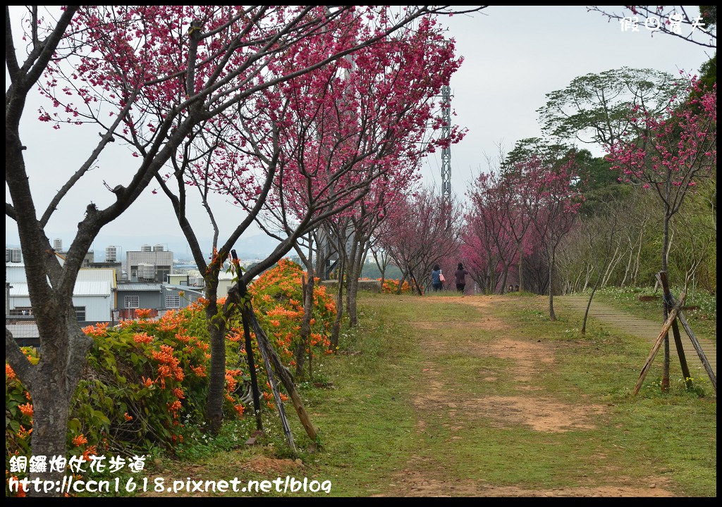 【農夫愛賞花】苗栗銅鑼炮仗花步道．走進金黃色瀑布裡/銅鑼工業區/免費參觀/一日遊/銅鑼環保公園 @假日農夫愛趴趴照