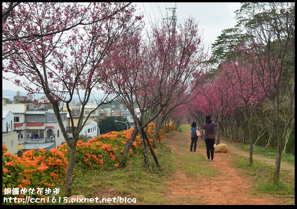 【農夫愛賞花】苗栗銅鑼炮仗花步道．走進金黃色瀑布裡/銅鑼工業區/免費參觀/一日遊/銅鑼環保公園 @假日農夫愛趴趴照