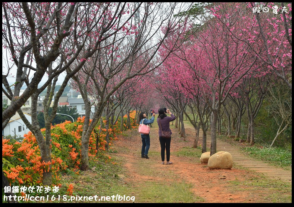 【農夫愛賞花】苗栗銅鑼炮仗花步道．走進金黃色瀑布裡/銅鑼工業區/免費參觀/一日遊/銅鑼環保公園 @假日農夫愛趴趴照