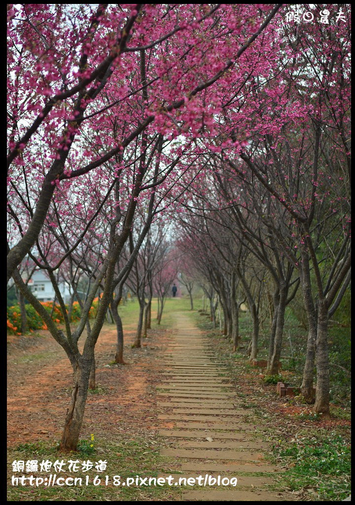 【農夫愛賞花】苗栗銅鑼炮仗花步道．走進金黃色瀑布裡/銅鑼工業區/免費參觀/一日遊/銅鑼環保公園 @假日農夫愛趴趴照