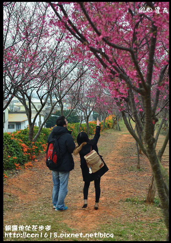 【農夫愛賞花】苗栗銅鑼炮仗花步道．走進金黃色瀑布裡/銅鑼工業區/免費參觀/一日遊/銅鑼環保公園 @假日農夫愛趴趴照