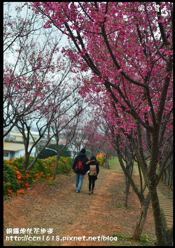 【農夫愛賞花】苗栗銅鑼炮仗花步道．走進金黃色瀑布裡/銅鑼工業區/免費參觀/一日遊/銅鑼環保公園 @假日農夫愛趴趴照