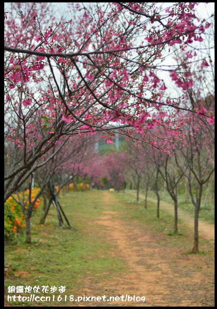 【農夫愛賞花】苗栗銅鑼炮仗花步道．走進金黃色瀑布裡/銅鑼工業區/免費參觀/一日遊/銅鑼環保公園 @假日農夫愛趴趴照