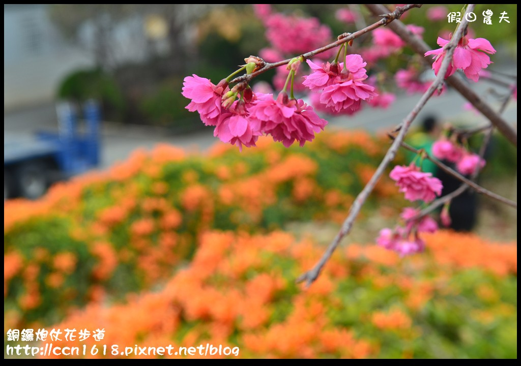 【農夫愛賞花】苗栗銅鑼炮仗花步道．走進金黃色瀑布裡/銅鑼工業區/免費參觀/一日遊/銅鑼環保公園 @假日農夫愛趴趴照