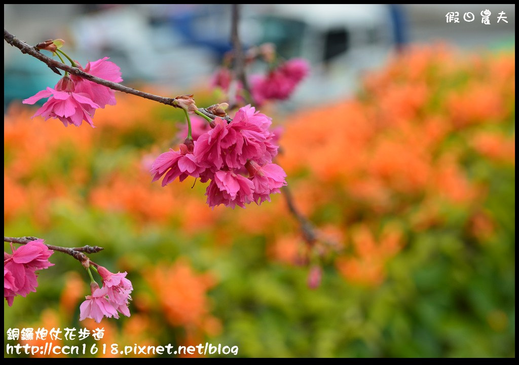 【農夫愛賞花】苗栗銅鑼炮仗花步道．走進金黃色瀑布裡/銅鑼工業區/免費參觀/一日遊/銅鑼環保公園 @假日農夫愛趴趴照