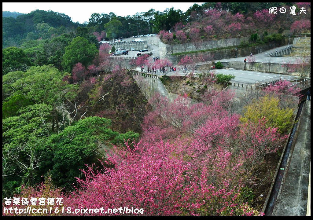 【苗栗賞櫻秘境】獅潭協雲宮．被櫻花包圍的寺廟/交通/停車 @假日農夫愛趴趴照