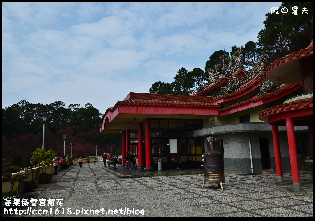 【苗栗賞櫻秘境】獅潭協雲宮．被櫻花包圍的寺廟/交通/停車 @假日農夫愛趴趴照