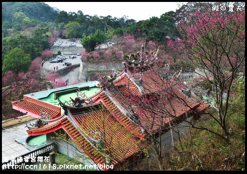 【苗栗賞櫻秘境】獅潭協雲宮．被櫻花包圍的寺廟/交通/停車 @假日農夫愛趴趴照