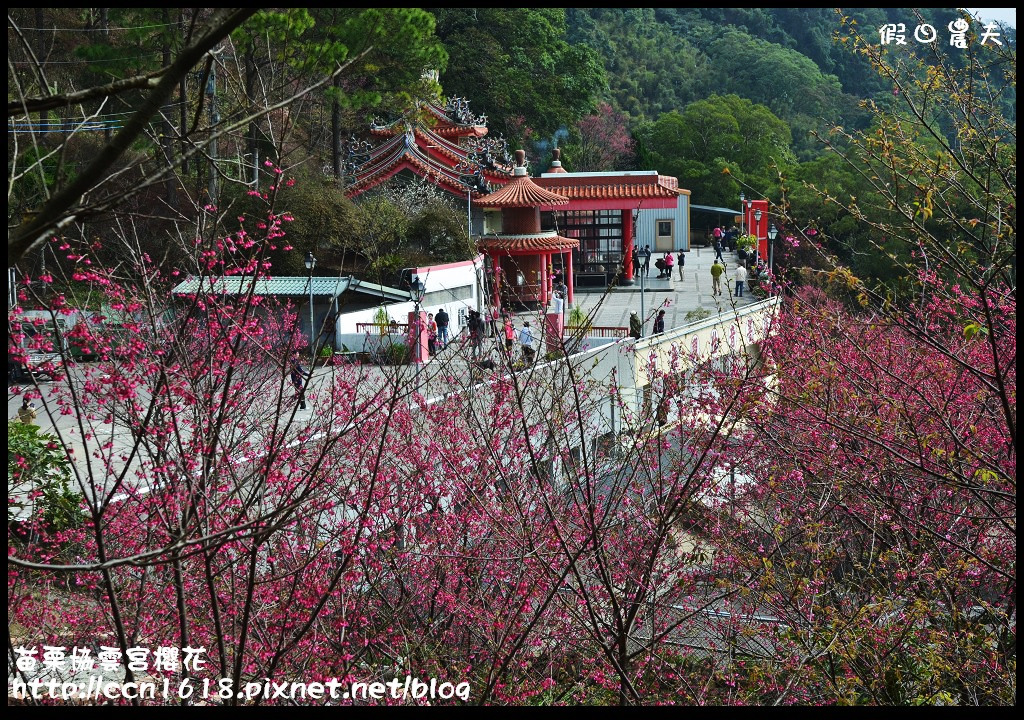 【苗栗賞櫻秘境】獅潭協雲宮．被櫻花包圍的寺廟/交通/停車 @假日農夫愛趴趴照