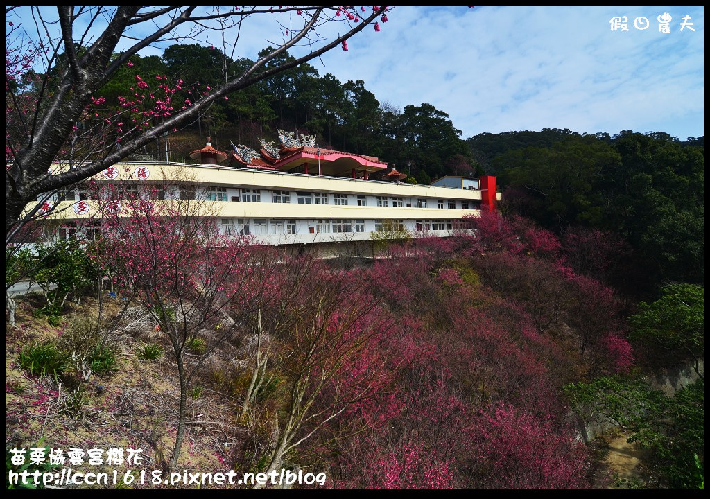 【苗栗賞櫻秘境】獅潭協雲宮．被櫻花包圍的寺廟/交通/停車 @假日農夫愛趴趴照