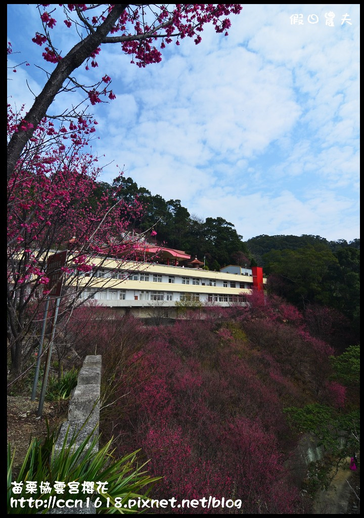 【苗栗賞櫻秘境】獅潭協雲宮．被櫻花包圍的寺廟/交通/停車 @假日農夫愛趴趴照