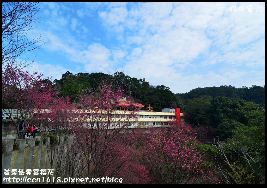 【苗栗賞櫻秘境】獅潭協雲宮．被櫻花包圍的寺廟/交通/停車 @假日農夫愛趴趴照