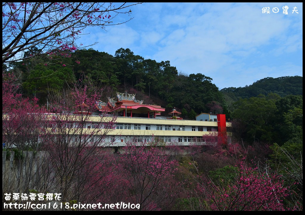 【苗栗賞櫻秘境】獅潭協雲宮．被櫻花包圍的寺廟/交通/停車 @假日農夫愛趴趴照