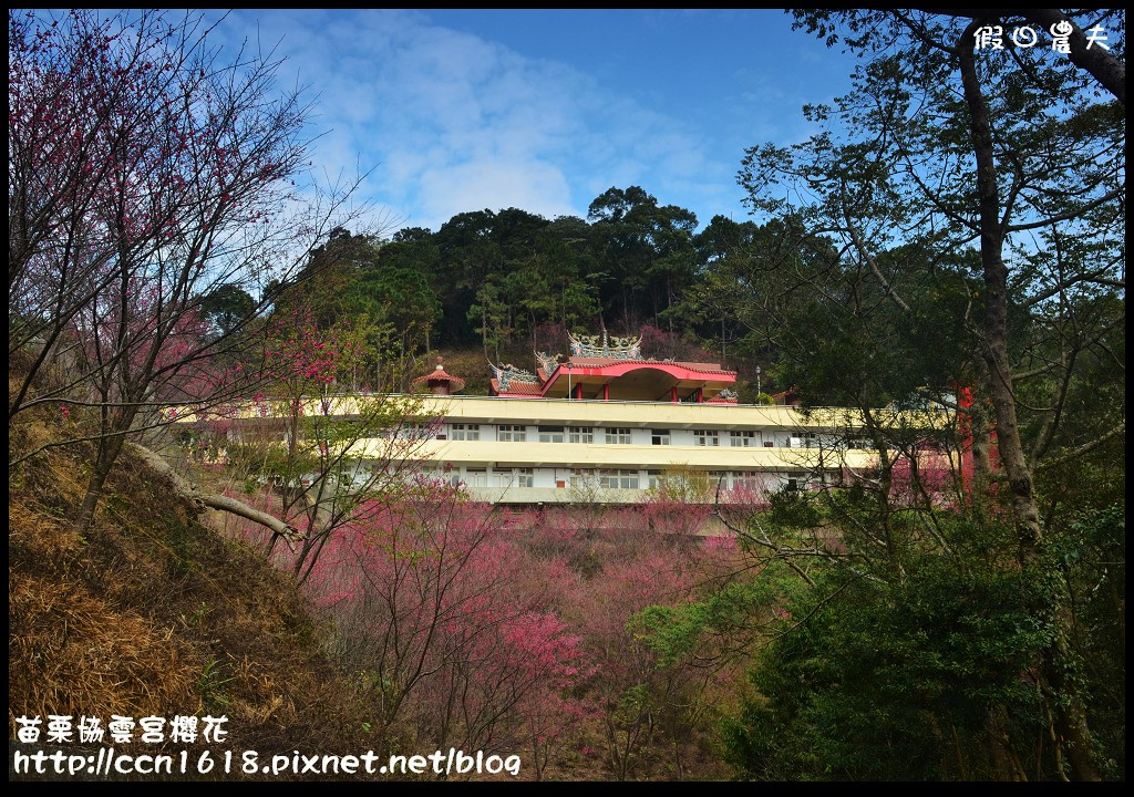 【苗栗賞櫻秘境】獅潭協雲宮．被櫻花包圍的寺廟/交通/停車 @假日農夫愛趴趴照