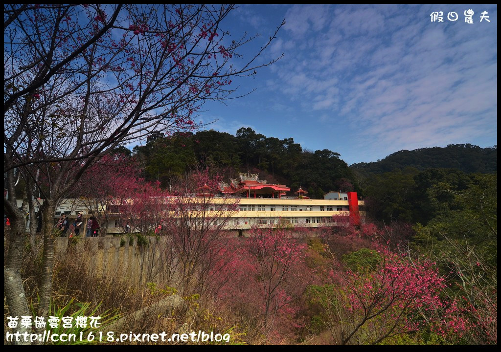 【苗栗賞櫻秘境】獅潭協雲宮．被櫻花包圍的寺廟/交通/停車 @假日農夫愛趴趴照