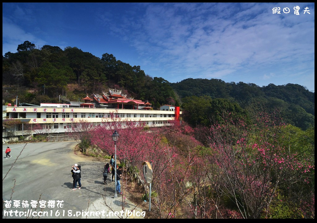 【苗栗賞櫻秘境】獅潭協雲宮．被櫻花包圍的寺廟/交通/停車 @假日農夫愛趴趴照