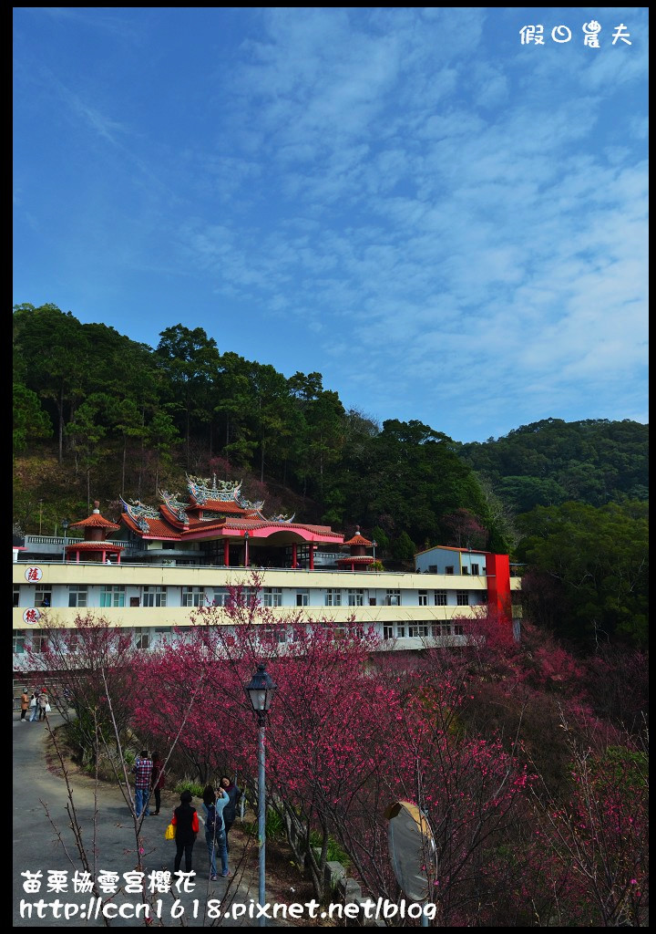 【苗栗賞櫻秘境】獅潭協雲宮．被櫻花包圍的寺廟/交通/停車 @假日農夫愛趴趴照