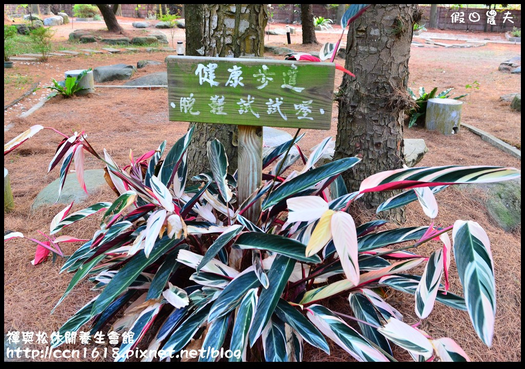 【南投民宿】水里禪與松養生休閒會館‧免出國住進濃濃日式懷舊風檜木屋裡 @假日農夫愛趴趴照