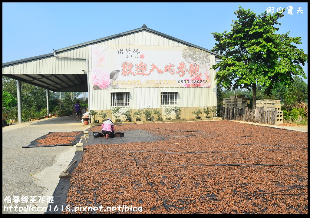 【嘉義旅遊】假日何處去‧樂遊中埔─四季好咖‧怡馨緣茶花莊賞滿園茶花 @假日農夫愛趴趴照