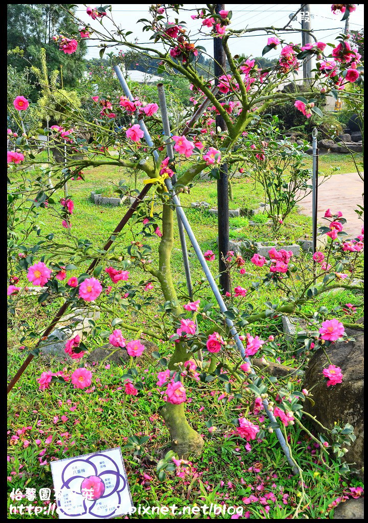 【嘉義旅遊】假日何處去‧樂遊中埔─四季好咖‧怡馨緣茶花莊賞滿園茶花 @假日農夫愛趴趴照