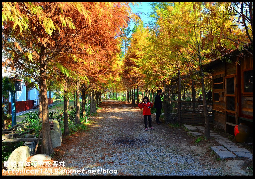 【南投旅遊】國姓九佃落羽松森林‧絕美的秘境/2017開始收費 @假日農夫愛趴趴照