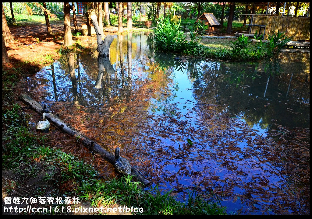 【南投旅遊】國姓九佃落羽松森林‧絕美的秘境/2017開始收費 @假日農夫愛趴趴照