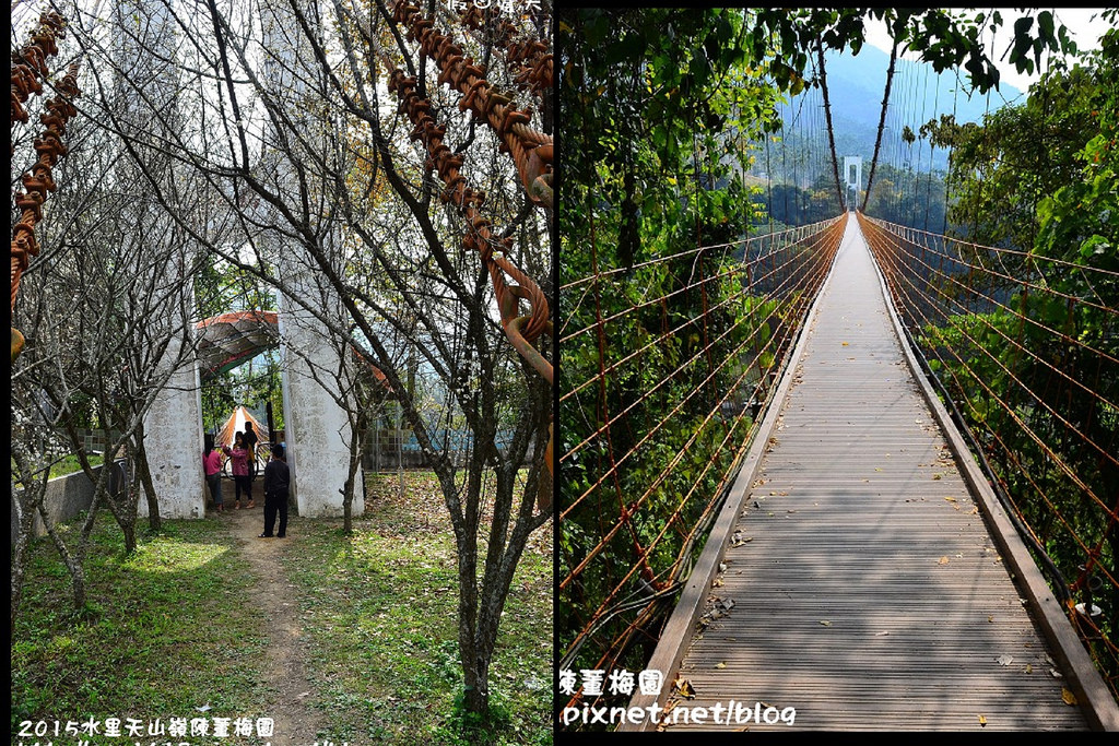 【農夫愛賞花】水里天山嶺陳董梅園‧賞梅秘境大公開 @假日農夫愛趴趴照