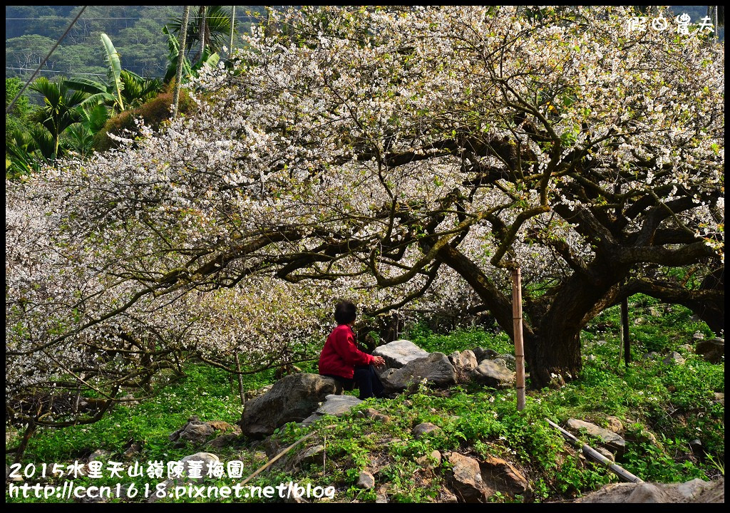 【農夫愛賞花】水里天山嶺陳董梅園‧賞梅秘境大公開 @假日農夫愛趴趴照