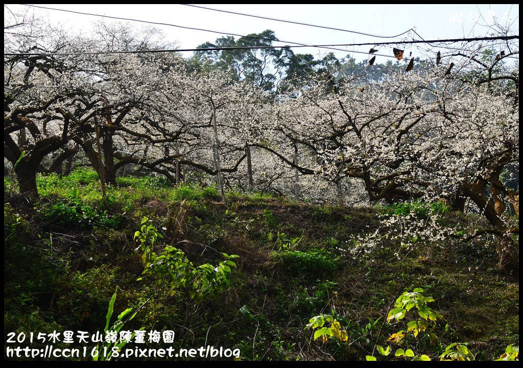 【農夫愛賞花】水里天山嶺陳董梅園‧賞梅秘境大公開 @假日農夫愛趴趴照