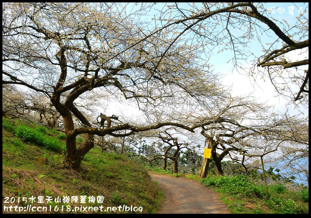 【農夫愛賞花】水里天山嶺陳董梅園‧賞梅秘境大公開 @假日農夫愛趴趴照