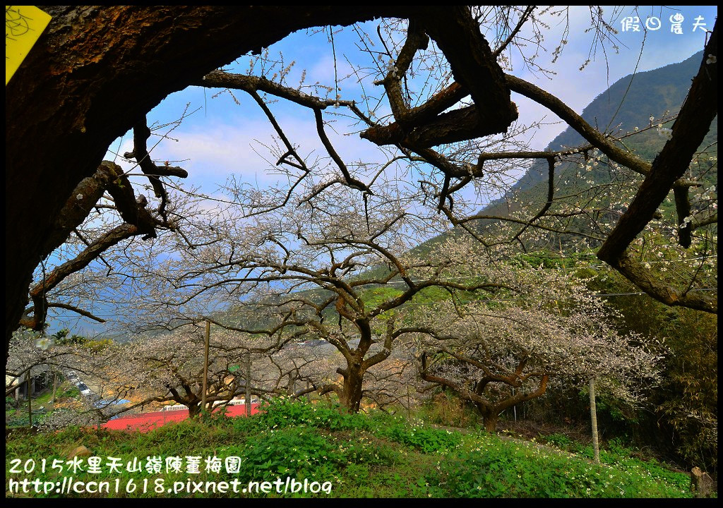 【農夫愛賞花】水里天山嶺陳董梅園‧賞梅秘境大公開 @假日農夫愛趴趴照