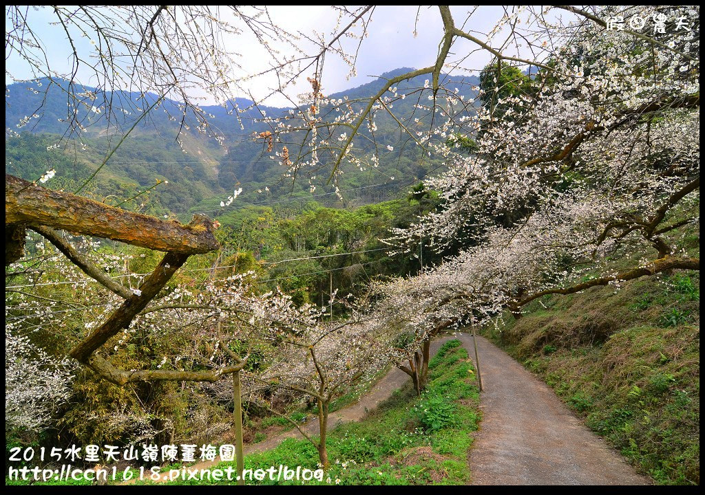 【農夫愛賞花】水里天山嶺陳董梅園‧賞梅秘境大公開 @假日農夫愛趴趴照