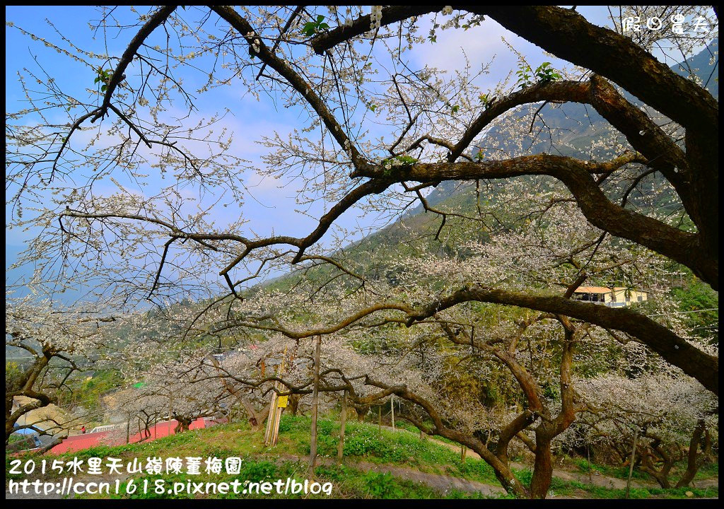 【農夫愛賞花】水里天山嶺陳董梅園‧賞梅秘境大公開 @假日農夫愛趴趴照