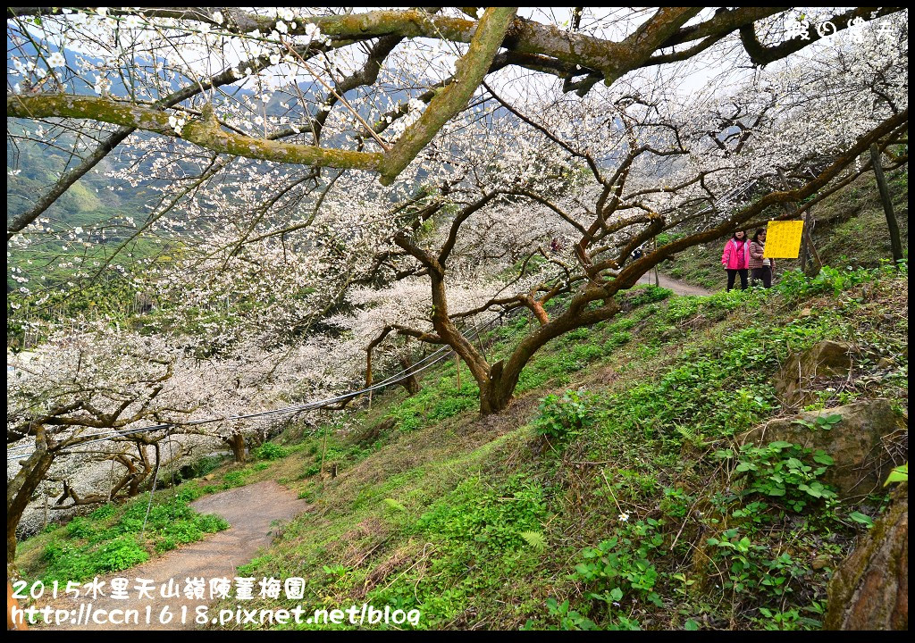 【農夫愛賞花】水里天山嶺陳董梅園‧賞梅秘境大公開 @假日農夫愛趴趴照