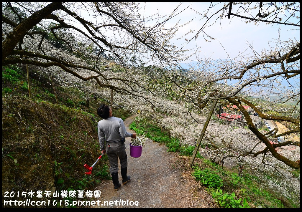 【農夫愛賞花】水里天山嶺陳董梅園‧賞梅秘境大公開 @假日農夫愛趴趴照