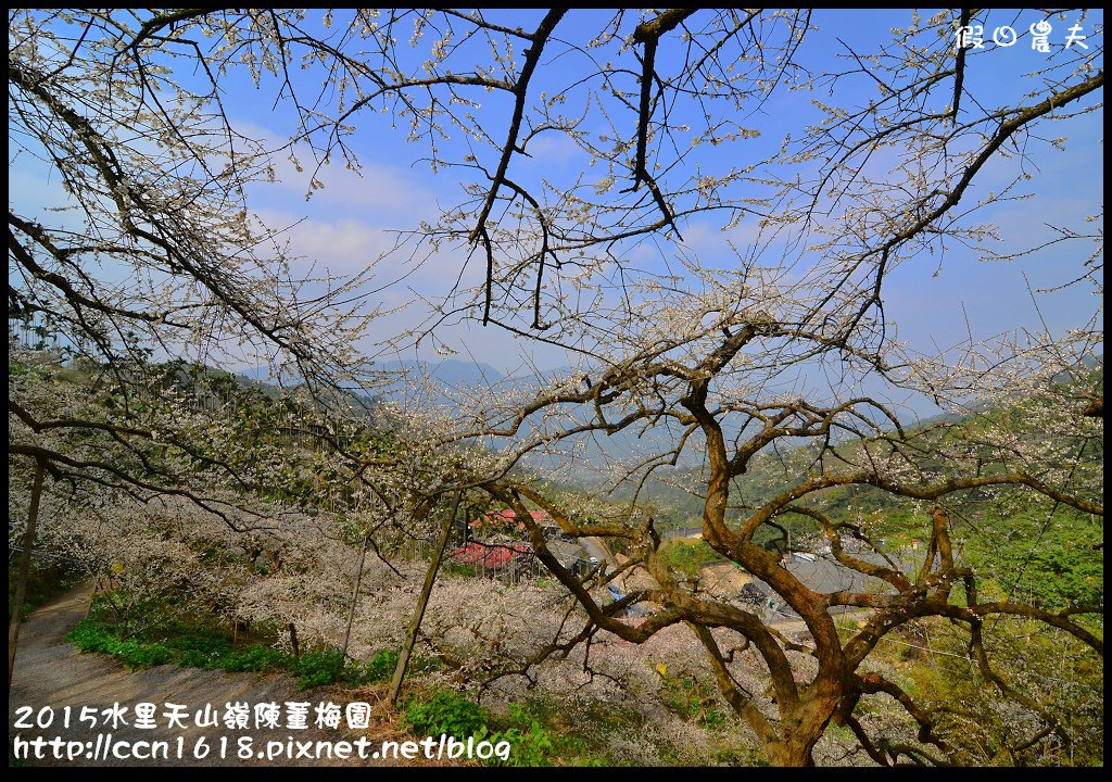 【農夫愛賞花】水里天山嶺陳董梅園‧賞梅秘境大公開 @假日農夫愛趴趴照