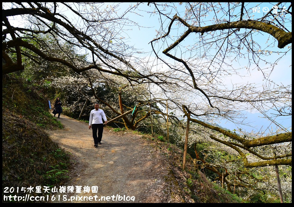 【農夫愛賞花】水里天山嶺陳董梅園‧賞梅秘境大公開 @假日農夫愛趴趴照