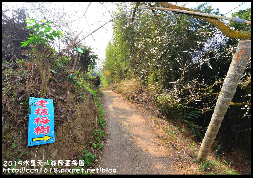 【農夫愛賞花】水里天山嶺陳董梅園‧賞梅秘境大公開 @假日農夫愛趴趴照