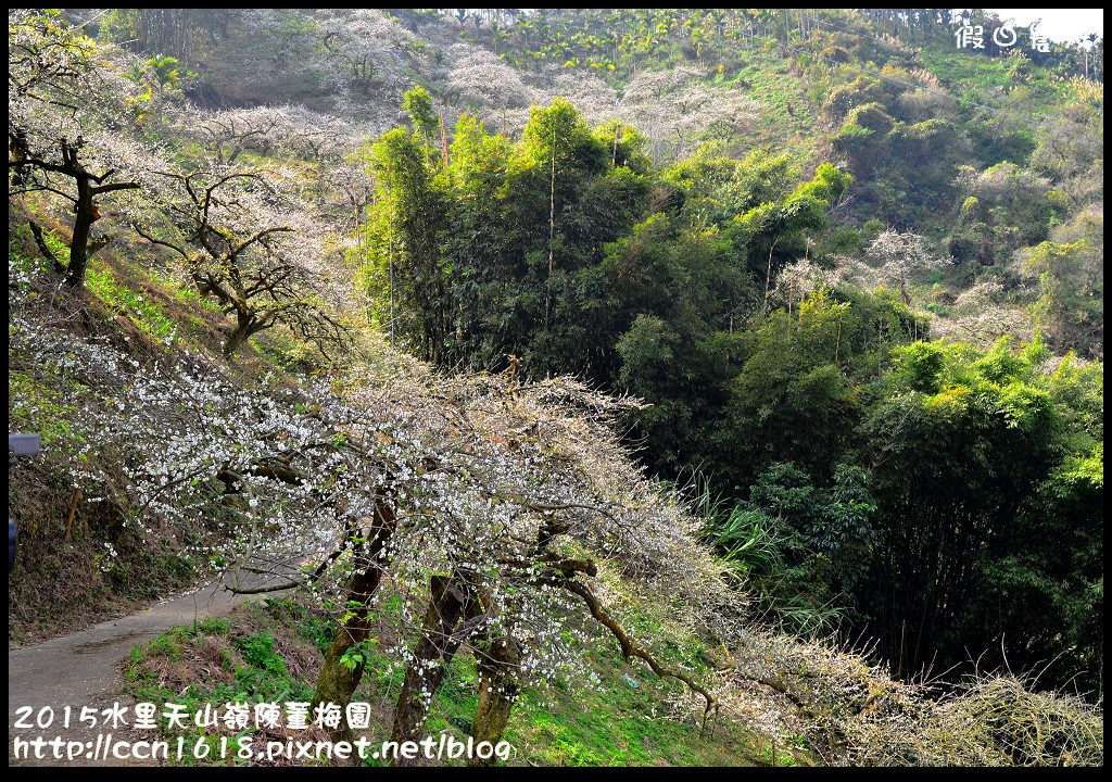 【農夫愛賞花】水里天山嶺陳董梅園‧賞梅秘境大公開 @假日農夫愛趴趴照