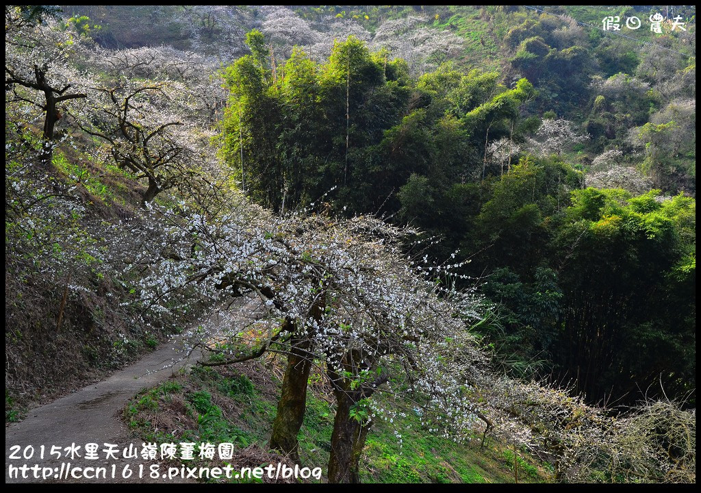 【農夫愛賞花】水里天山嶺陳董梅園‧賞梅秘境大公開 @假日農夫愛趴趴照