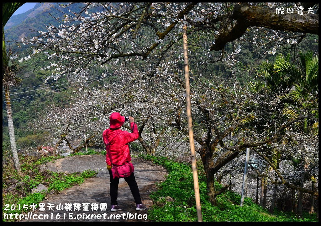 【農夫愛賞花】水里天山嶺陳董梅園‧賞梅秘境大公開 @假日農夫愛趴趴照