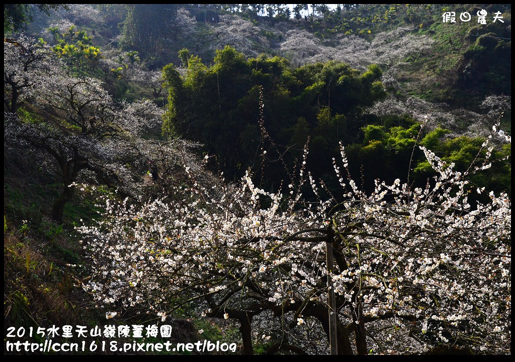 【農夫愛賞花】水里天山嶺陳董梅園‧賞梅秘境大公開 @假日農夫愛趴趴照