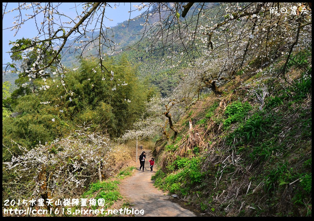 【農夫愛賞花】水里天山嶺陳董梅園‧賞梅秘境大公開 @假日農夫愛趴趴照