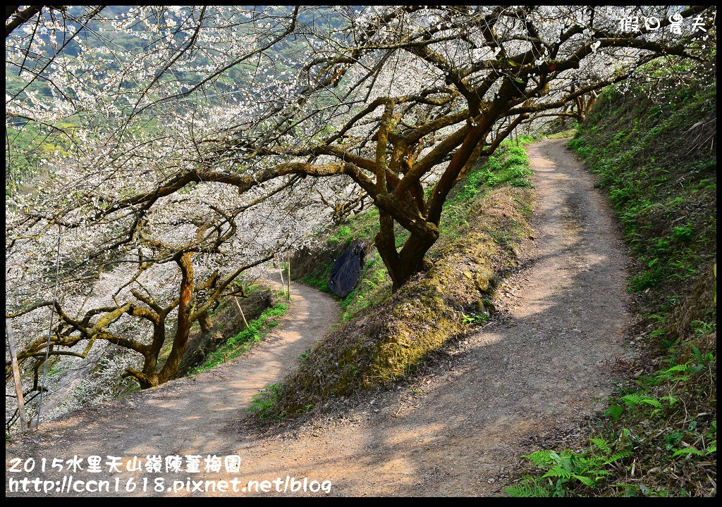 【農夫愛賞花】水里天山嶺陳董梅園‧賞梅秘境大公開 @假日農夫愛趴趴照